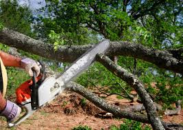 Best Hazardous Tree Removal  in Anoka, MN